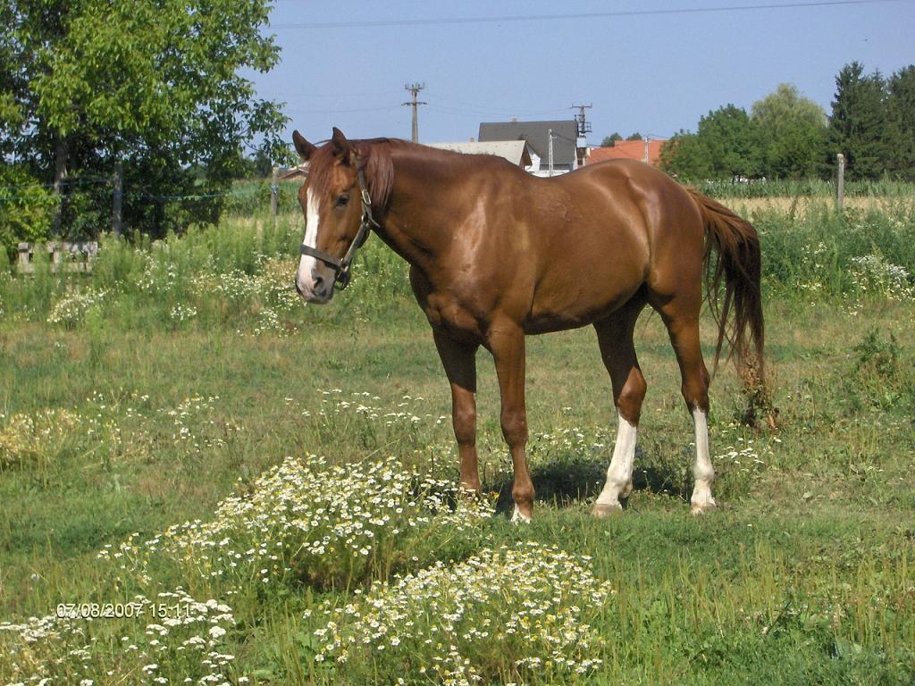 Gidran Cheval - CC BY-SA 3.0 -  Photo : Siheder 