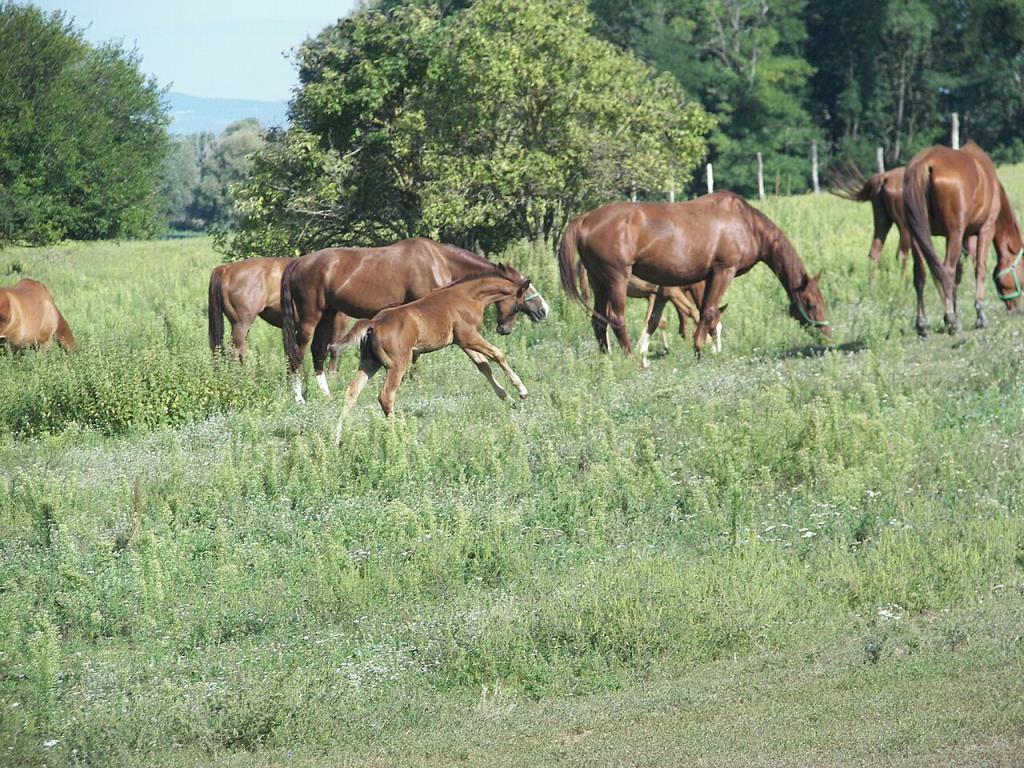 Groupe de Gidran, en 2010 - Domaine public - Photo : Claus203