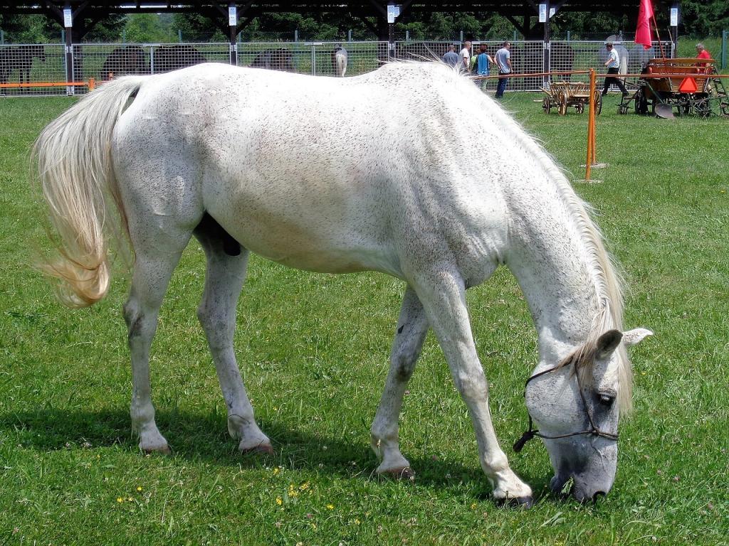 Gidran lors d'un concours hippique en Croatie - CC BY-SA 4.0 - Photo : Silverije
