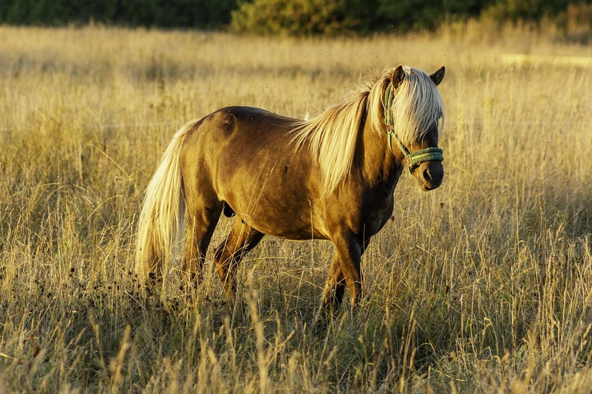 Poney alezan aux crins lavés sur l'île de Gotland, en août 2016. - CC BY-SA 4.0 - Bene Riobó 