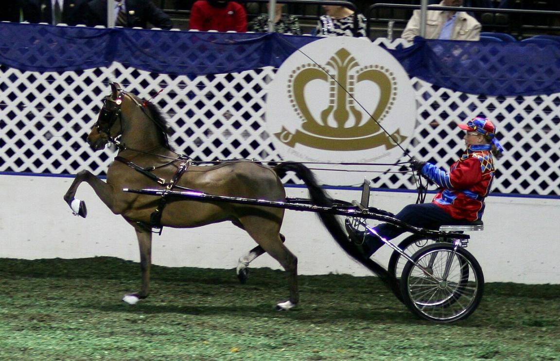 Cheval Hackney, en 2007. - Photo : Equinologist