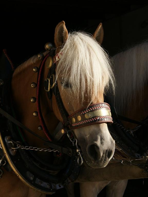 Haflinger équipé pour la traction, photographié à Au Rehmen. - CC BY-SA 2.5 - Böhringer Friedrich 