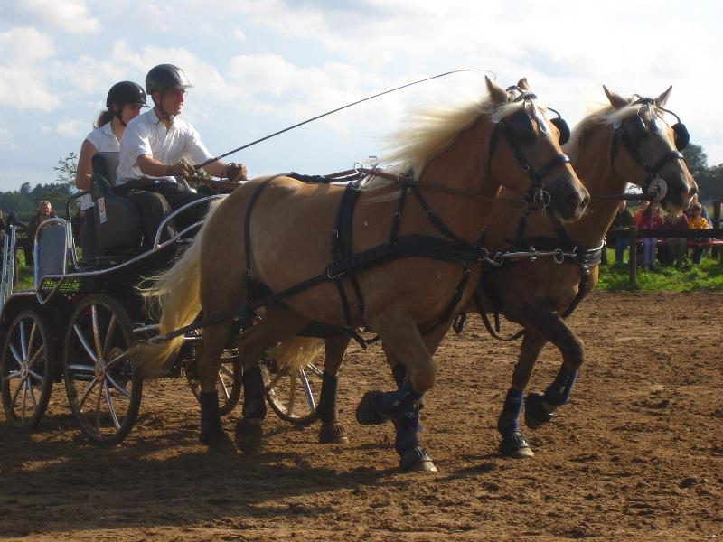 Paire de Haflinger en compétition d'attelage. - CC BY 3.0 - Haflingermaus