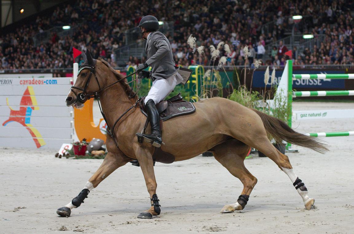 Horse image