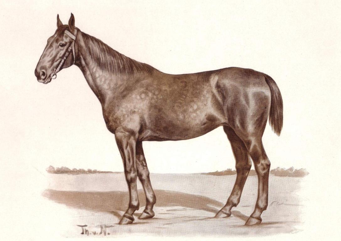Le Hanovrien Rappstute, né en 1883 à Dochtersen.