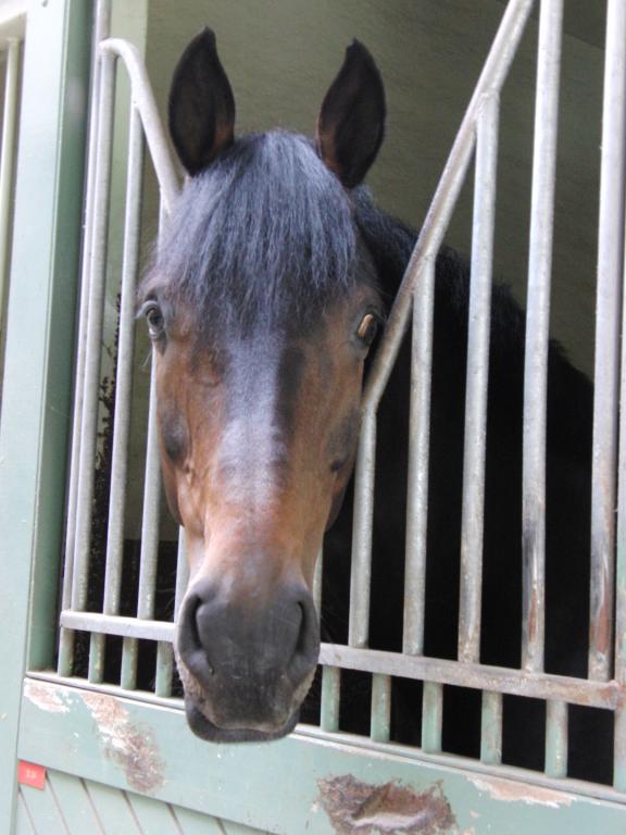 Tête d'un cheval Hanovrien.