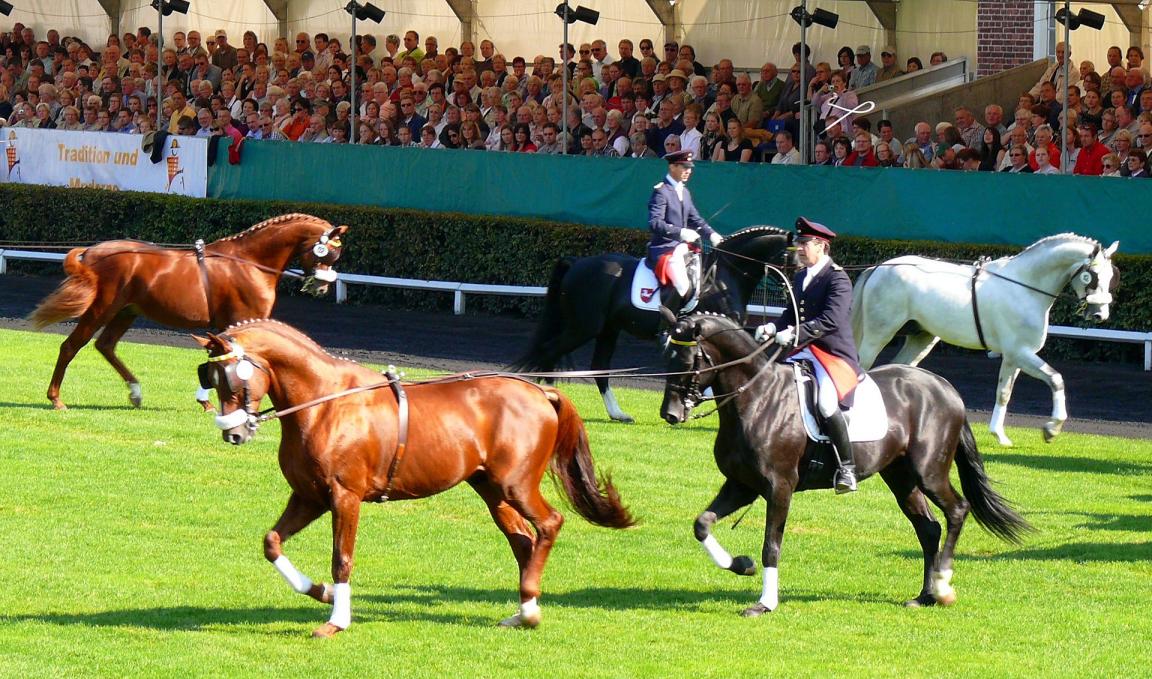 Parade des Hanovriens au haras national de Celle.