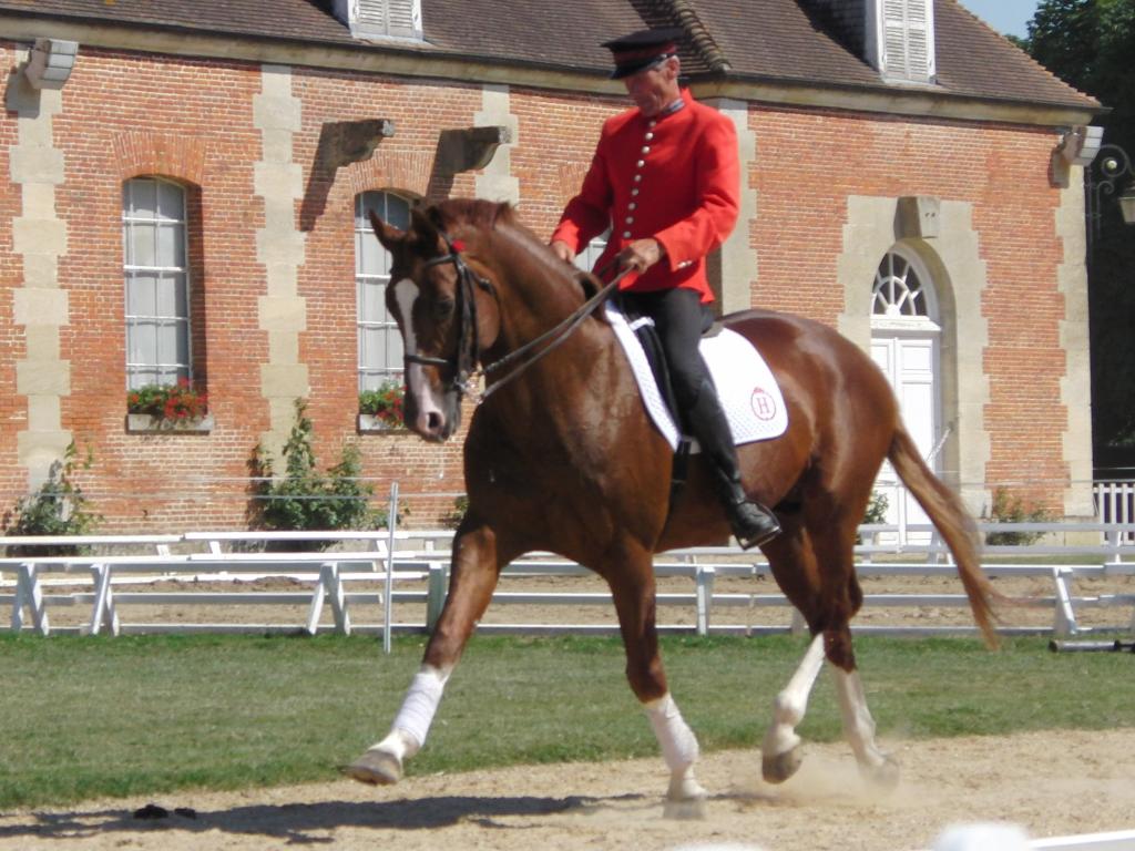 Présentation d'un étalon Hanovrien au Haras national du Pin en 2013.