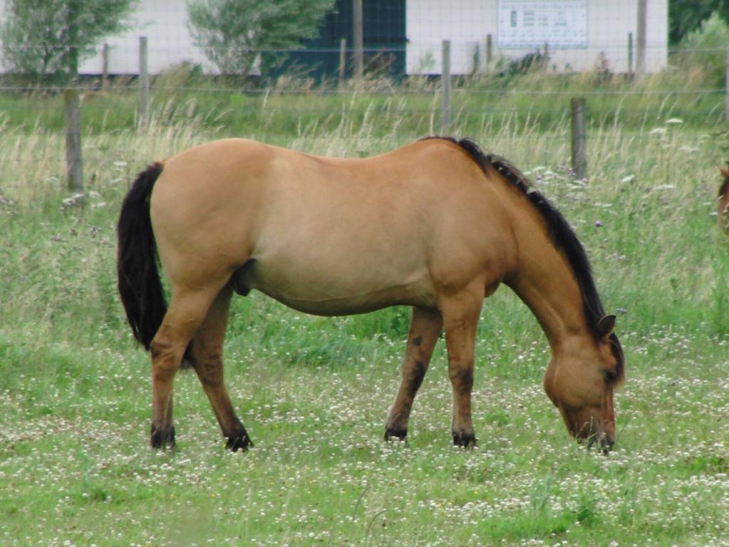 Cheval Henson, Haras Henson de Saint-Jean, Rue, Somme, France - CC BY-SA 3.0 - Eponimm