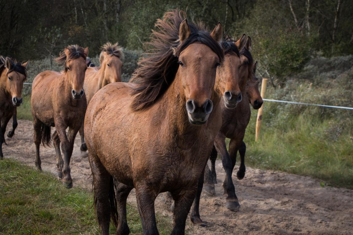 Chevaux Henson à Saint-Quentin-en-Tourmont. - CC BY-SA 3.0 - Nicolas Torquet 