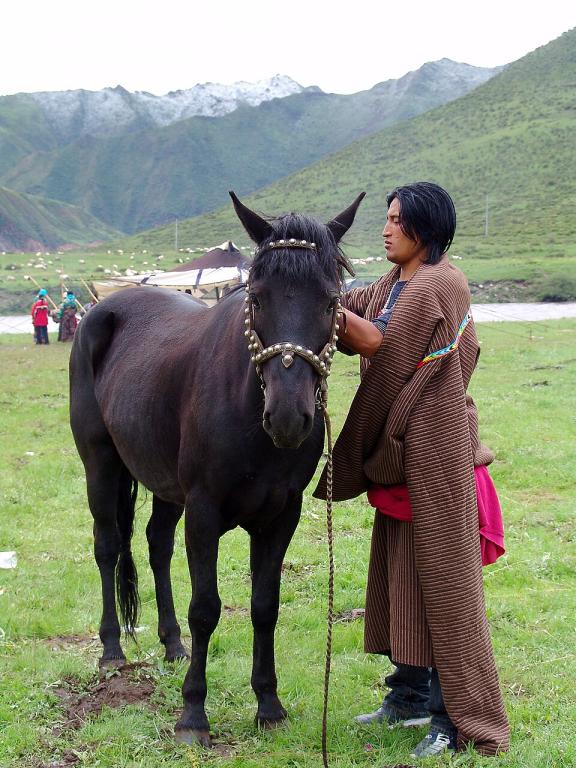 Nomade tibétain avec un cheval Hequ noir dans le Gansu, sur le plateau tibétain. - CC BY 2.0 - gill_penney 