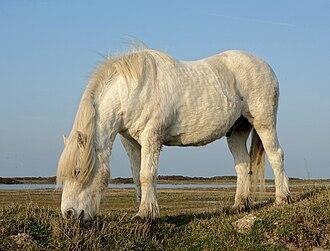 Un poney Highland dans la réserve du platier d'Oye (Pas-de-Calais). - CC BY-SA 3.0 - Velvet 