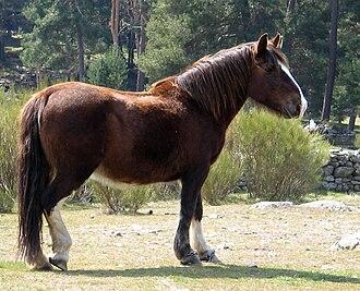 Cheval Hispano-Bretón à Ávila, dans la Sierra de Gredos, communauté autonome de Castille-et-León en Espagne.  -  Domaine public