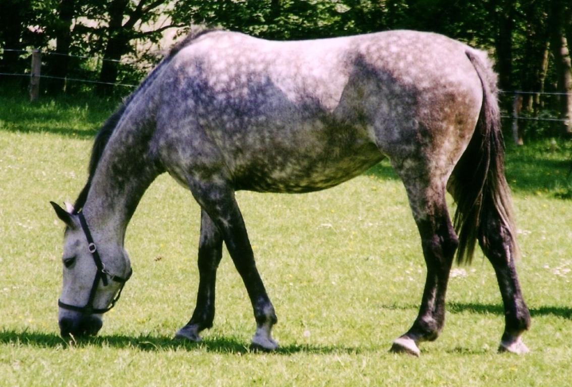Holsteiner Apfelschimmel-2005
