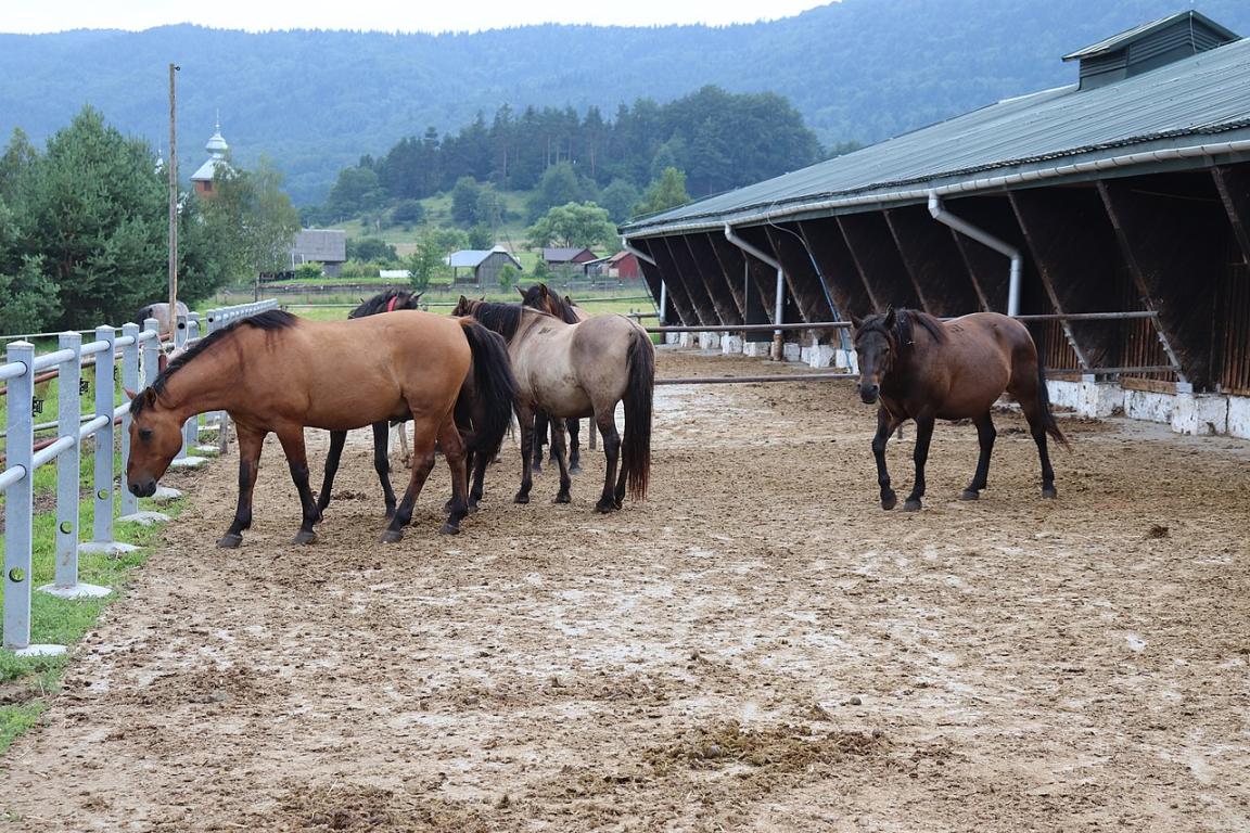 Groupe de Huçul dans un élevage de Pologne. - CC BY-SA 4.0 - Andrzej Otrębski 