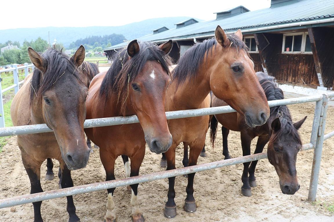 Huçuls vus de face dans un paddock de la ferme polonaise Gładyszów - CC BY-SA 4.0 - Andrzej Otrębski 