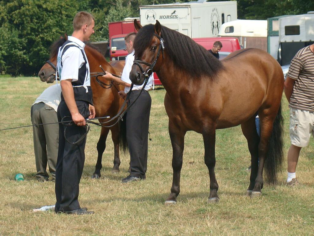 Présentation d'un Huçul en main : la poitrine large et profonde est bien visible. - CC BY-SA 3.0 - Silar