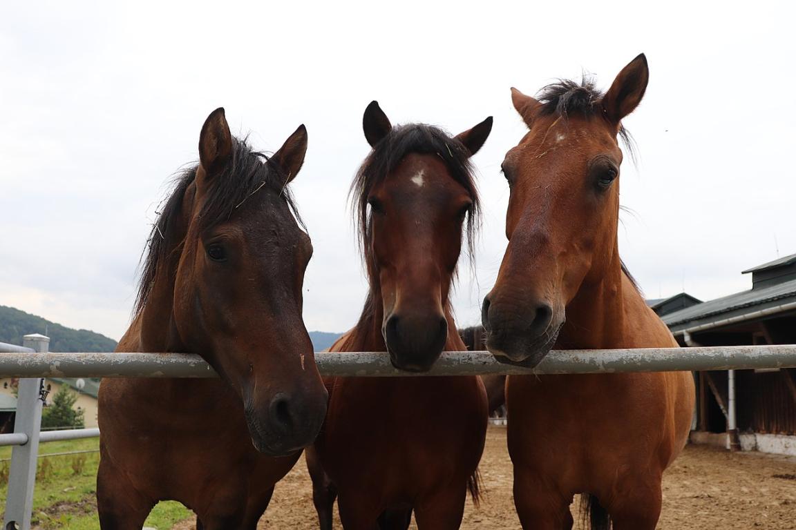 Huçuls vus de face dans un paddock de la ferme polonaise Gładyszów - CC BY-SA 4.0 - Andrzej Otrębski