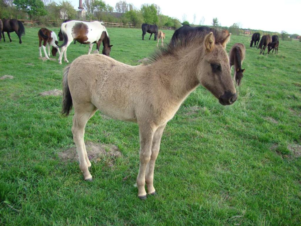 Poulain Huçul de robe souris, devant d'autres chevaux de la race aux robes variées, dont un pie. - Domaine public