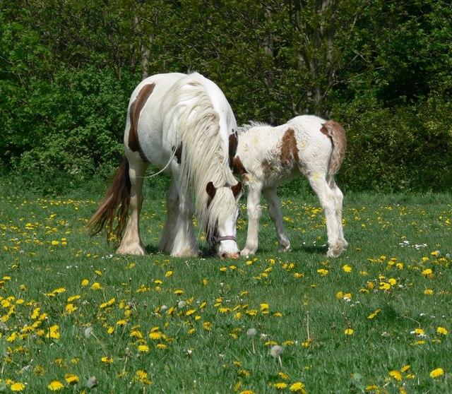 Jument et poulain Gypsy Cob - CC BY-SA 2.0 - Photo : Mat Fascione