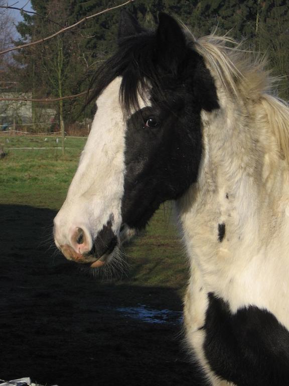 Irish Cob tête - CC BY-SA 2.0 - Photo : florisla