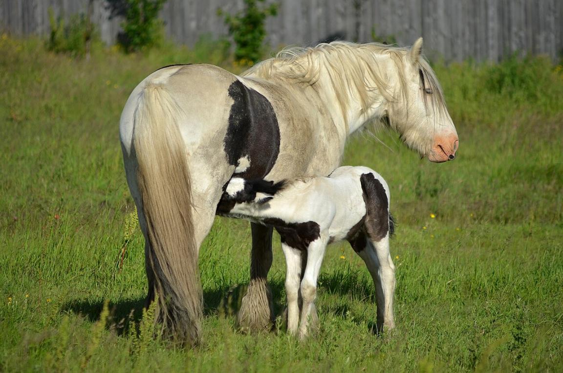 Jument Gypsy Cob et son poulain en Angleterre. - CC BY 2.0 - Photo  :  Phil Sangwell