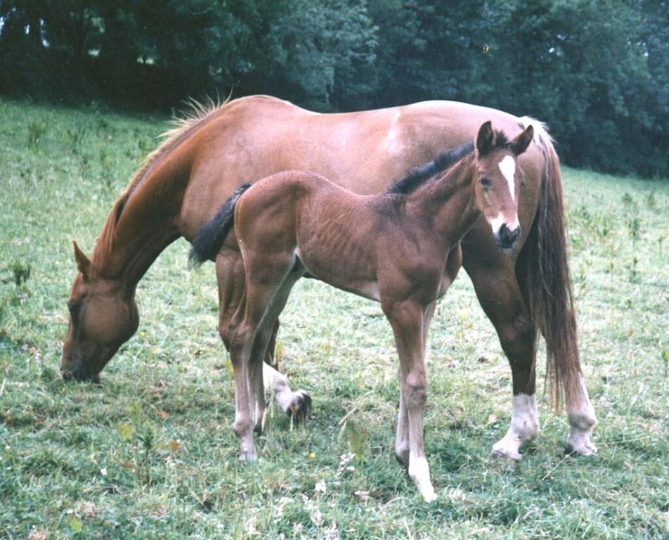 Jument et poulain ISH en 1989 - Domaine public - Photo : Culnacreann
