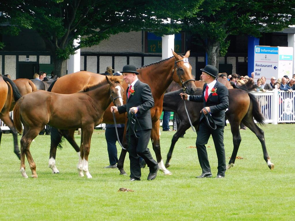 Présentation de chevaux et poulains ISH au Dublin Horse Show de 2017. - CC BY-SA 4.0 - Wasechun tashunka 