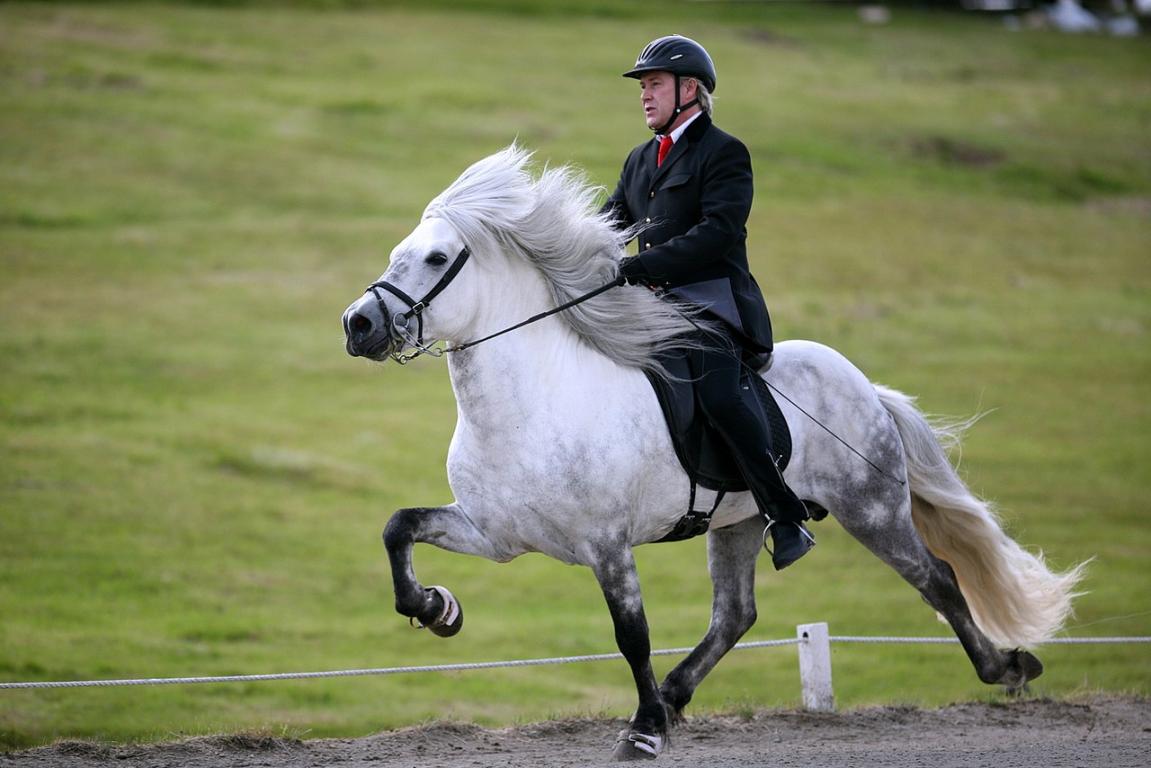 Guðmundur Arnarson chevauchant Sævar frá Stangarholti (gris pommelé) au Tölt, au cours du championat de chevaux d'allures de Hella, en 2008.  - CC BY-SA 2.0 - Photo :Dagur Brynjólfsson  