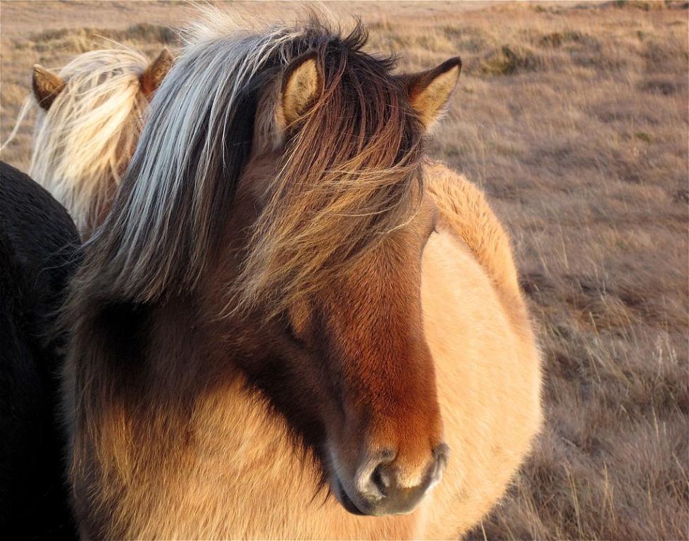 Cheval islandais avec son épais manteau de poils d'hiver. - CC BY 2.0 - Photo : Alan Levine