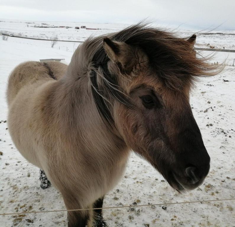 Cheval islandais en hiver. - CC BY 4.0 - Photo : Guislin