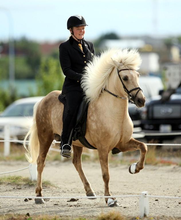 Un islandais palomino pratiquant le tölt. - CC BY-SA 2.0 - Photo : Dagur Brynjólfsson 