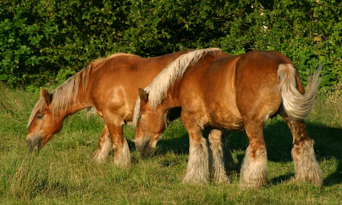 Deux Jutland de robe alezan crins lavés au pâturage.  - Les chevaux du Jutland font partie du projet de restauration de Vorup Enge près de Randers, au Danemark. - Photo : Malene Thyssen