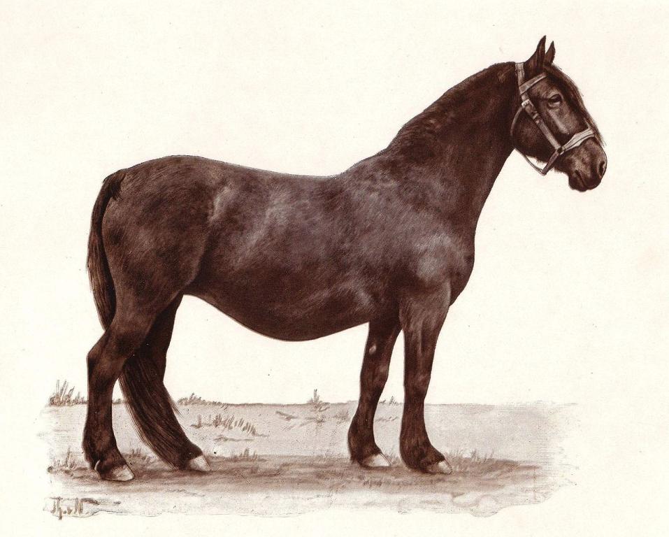 La jument danoise Dagmar, née en 1895 dans le Jutland, par Thomas von Nathusius. - Thomas von Nathusius (1866-1904) — scan from original print