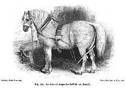 Gravure représentant un Suffolk Punch en 1869. - Alfred Edmund Brehm 