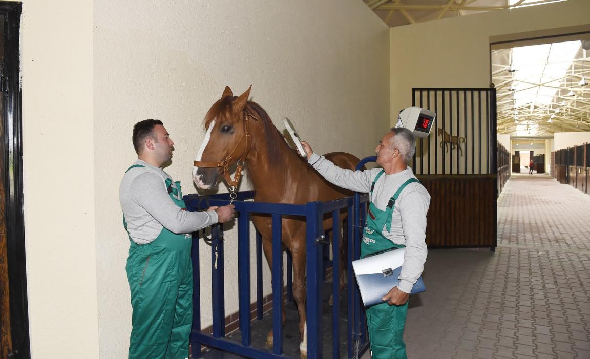 Comparaison de taille entre un cheval du complexe équestre du Karabagh et deux hommes, plaidant pour une taille d'environ 1,50 m chez le cheval. - CC BY 4.0 - President.az