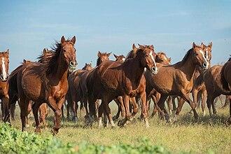 Groupe de chevaux Karabakh de robe alezane au haras de Yashar Guluzade à Chaki. - CC0 - Sefer azeri  