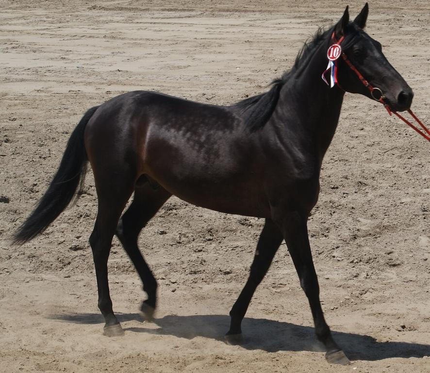 Étalon Karachai noir - CC BY-SA 4.0 - Mechenyj