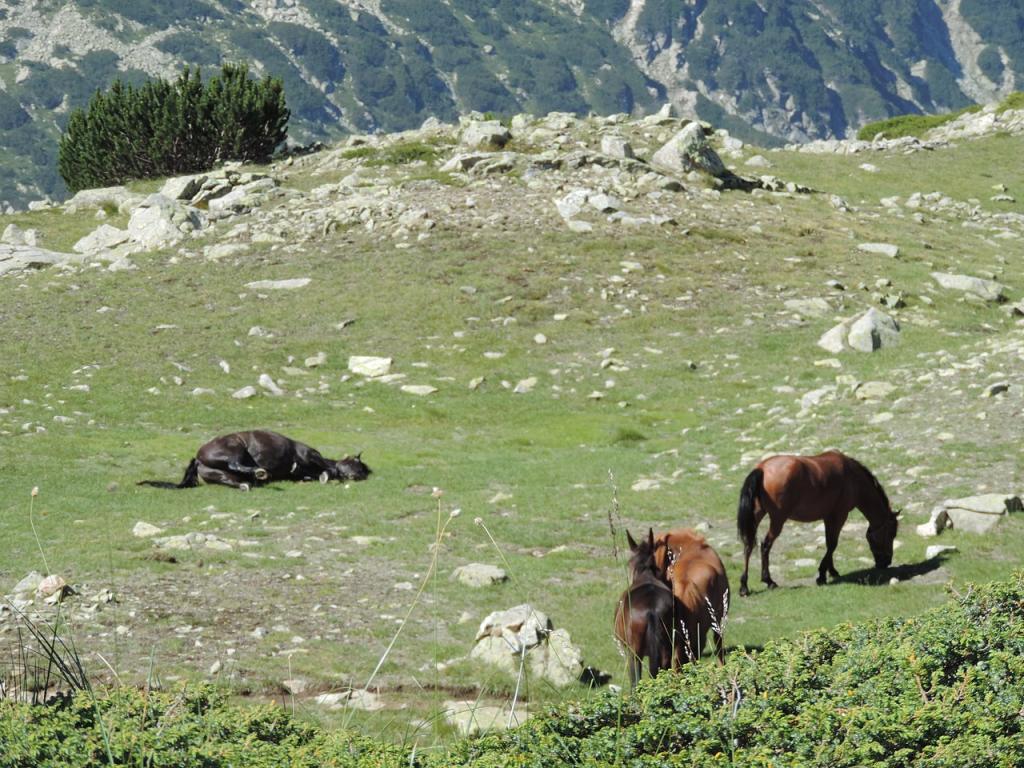 Karakatchans dans le Parc national du Pirin - Photo : Спасимир 