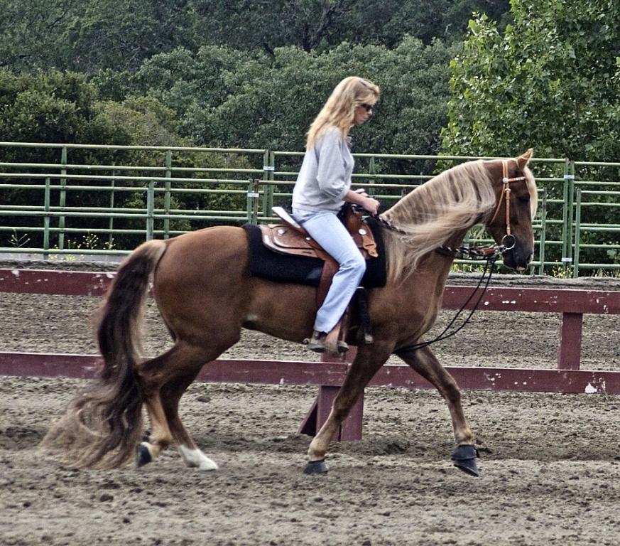 Kentucky Mountain Saddle Horse monté en équitation Western. - CC BY 2.0 - Just chaos 