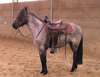 Kentucky Mountain Saddle Horse, jument de trois ans, au modèle - CC BY 3.0 - Kittymama