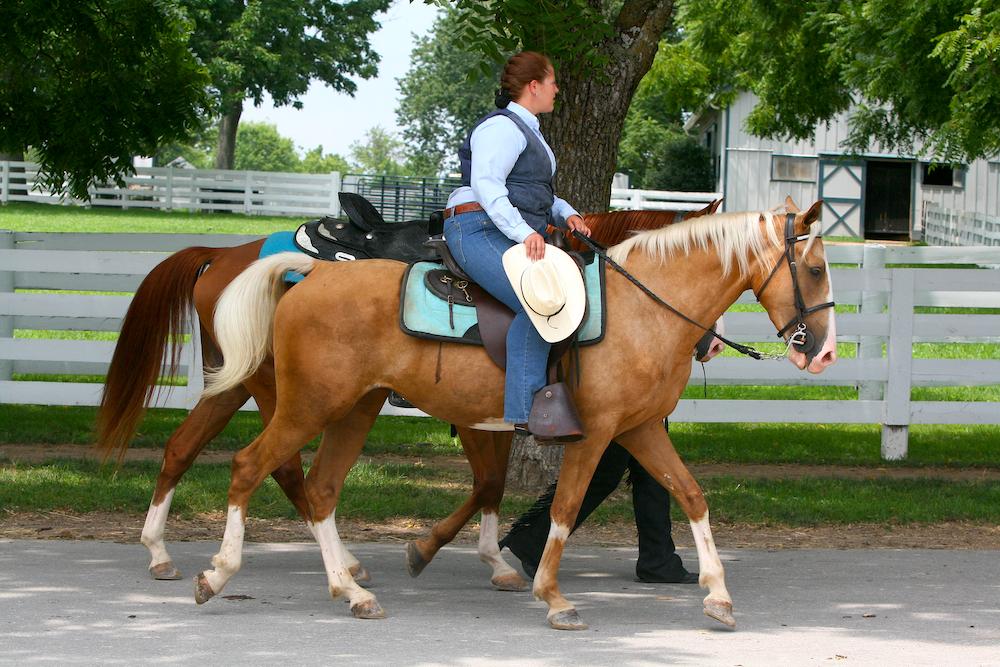 Un Kentucky Mountain Saddle de robe palomino et de classe A - CC BY 2.0 - Heather Moreton 