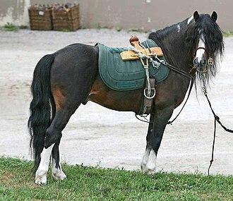 Kerry Bog Poney étalon - CC BY 2.0 - Photo : Heather Moreton