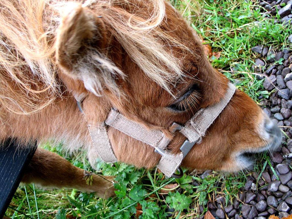 Tête d'un poney au Kerry Bog Village Museum.  - CC BY 2.0 - Photo : Joye~