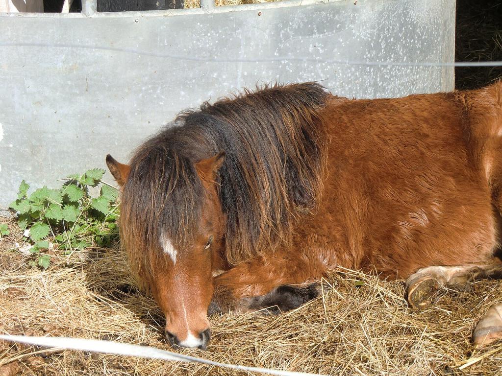 Un poney au Kerry Bog Village Museum. - CC BY-SA 3.0 - Photo : YvonneM