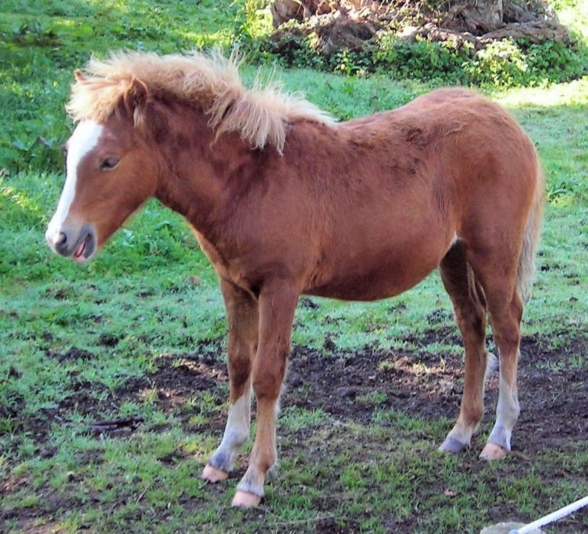 Kerry bog au Kerry Bog Village, en Irlande. - CC BY 2.0 - Jim Linwood