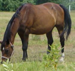 Une photo de Whiskey, qui est un hongre "Kisbéri félvér". - CC BY-SA 4.0 - Photo :én — A fényképezőgépem memóriakártyájáról