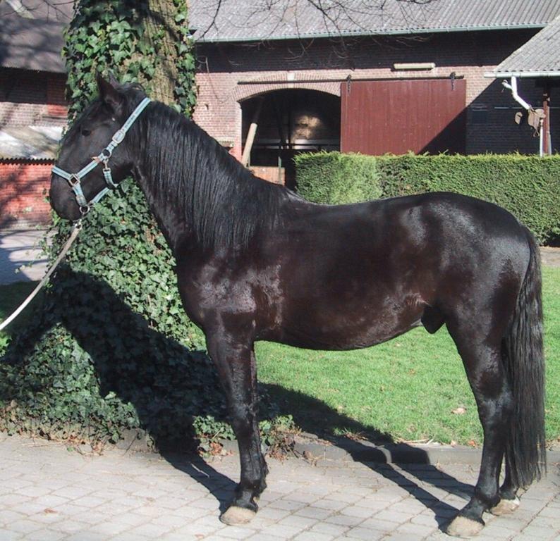 Kladruber noir au modèle. - Domaine public