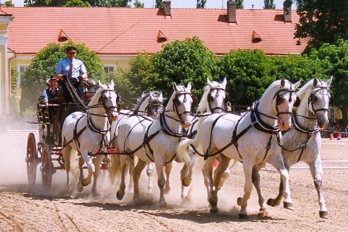 Chevaux Kladruber gris attelés. - CC BY 3.0 - Lubomír Havrda