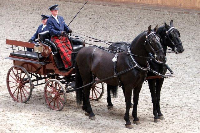 Paire de Kladruber noirs attelés. - CC BY-SA 3.0 